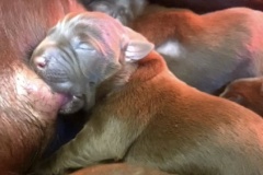 cachorro-2