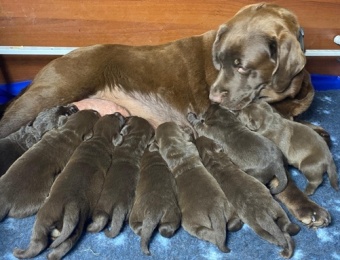 1_2-semana_cachorros_vicky_2025_1_web