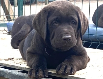 1_cachorro1