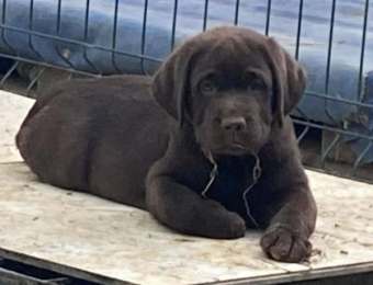 1_cachorro2_la_lunadelcapitan
