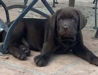 1_cachorro3_la_lunadelcapitan