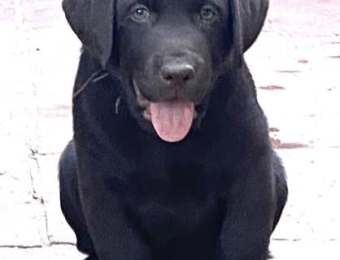 1_cachorro4_la_lunadelcapitan