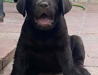 1_cachorro5_la_lunadelcapitan