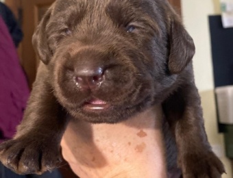 2-semana_cachorros_vicky_2025_2_web