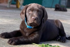cachorro-lalunadelcapitan13