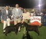 Concurso canino de Lepe 2024 lucky-dongo de la luna del capitán